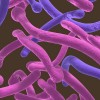Hiivaa suolistossa, onko se hiivasyndroomaa? candida