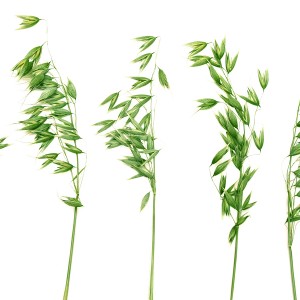 Asiantuntijat: FODMAP-rajoitus auttaa ja gluteenisensitiivisyys on olemassa Vihreä kaura