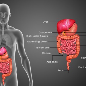 Puolella ihmisistä jotain vatsavaivoja Digestion involves the breakdown of food into smaller and smaller components which can be absorbed and assimilated into the body.