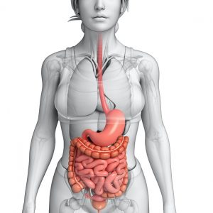 IBS-ruokavaliot vähentävät matalaa tulehdusta ärtyvässä suolessa suolisto