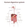 Ruokavalio ja ruuansulatuskanavan syövät the location of the gastrointestinal tract in the body, the human digestive system
