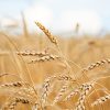 Onko gluteenittomasta ruokavaliosta haittaa vai hyötyä pitkäaikaisterveydelle? Wheat field. Ears of golden wheat close up. Rural Scenery under Shining Sunlight. Background of ripening ears of meadow wheat field. Rich harvest Concept