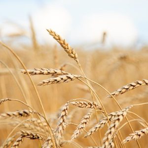 Onko gluteenittomasta ruokavaliosta haittaa vai hyötyä pitkäaikaisterveydelle? Wheat field. Ears of golden wheat close up. Rural Scenery under Shining Sunlight. Background of ripening ears of meadow wheat field. Rich harvest Concept